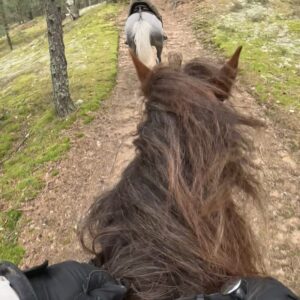 Basiscursus Paardkunst Piejūra Riga - Letland - Afbeelding 9