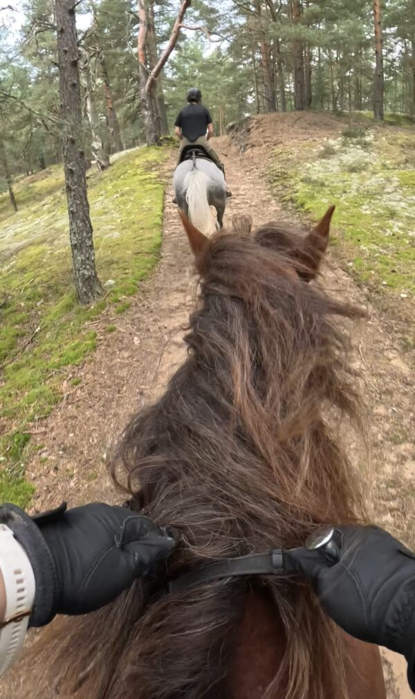 Basiscursus Paardkunst Piejūra Riga - Letland