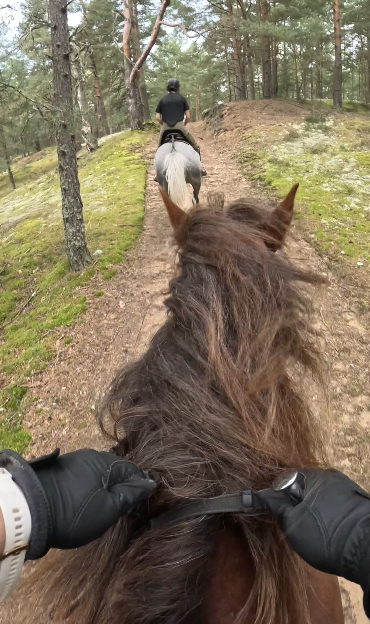 Basiscursus Paardkunst Piejūra Riga - Letland - Afbeelding 9