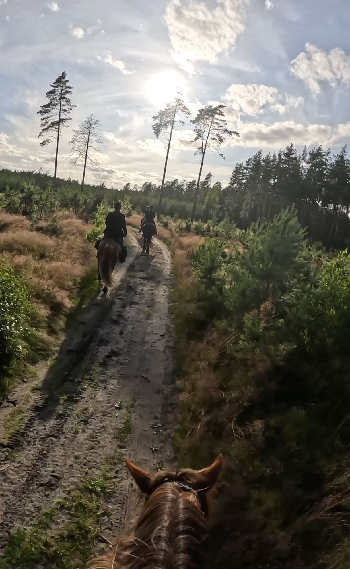 Basiscursus Paardkunst Piejūra Riga - Letland - Afbeelding 10