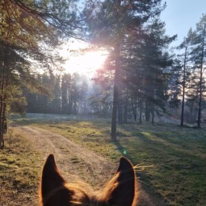 Basiscursus Paardkunst Piejūra Riga - Letland