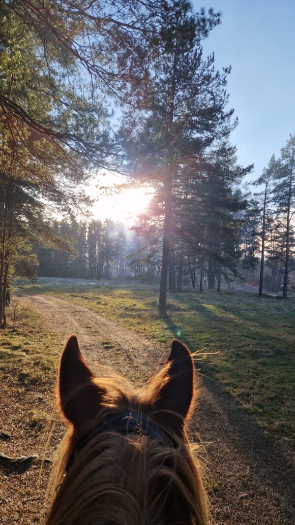 Basiscursus Paardkunst Piejūra Riga - Letland