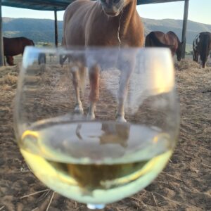6-daagse Paardentocht Natuurreservaat en Strand van Punta Ala Toscane - Italië - Afbeelding 9