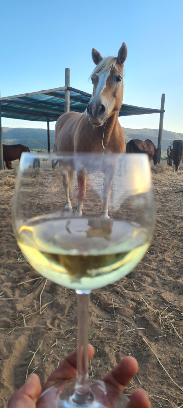 6-daagse Paardentocht Natuurreservaat en Strand van Punta Ala Toscane - Italië