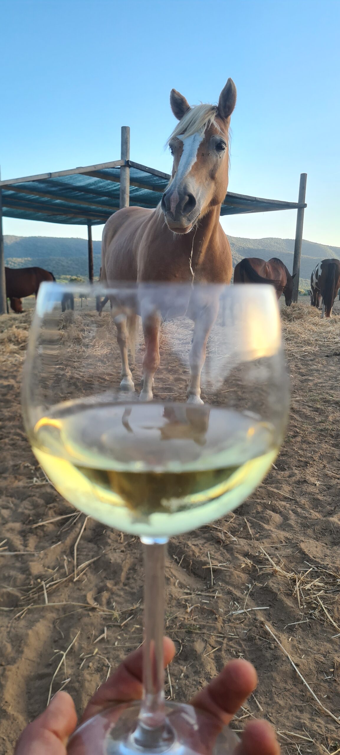 6-daagse Paardentocht Natuurreservaat en Strand van Punta Ala Toscane - Italië - Afbeelding 9