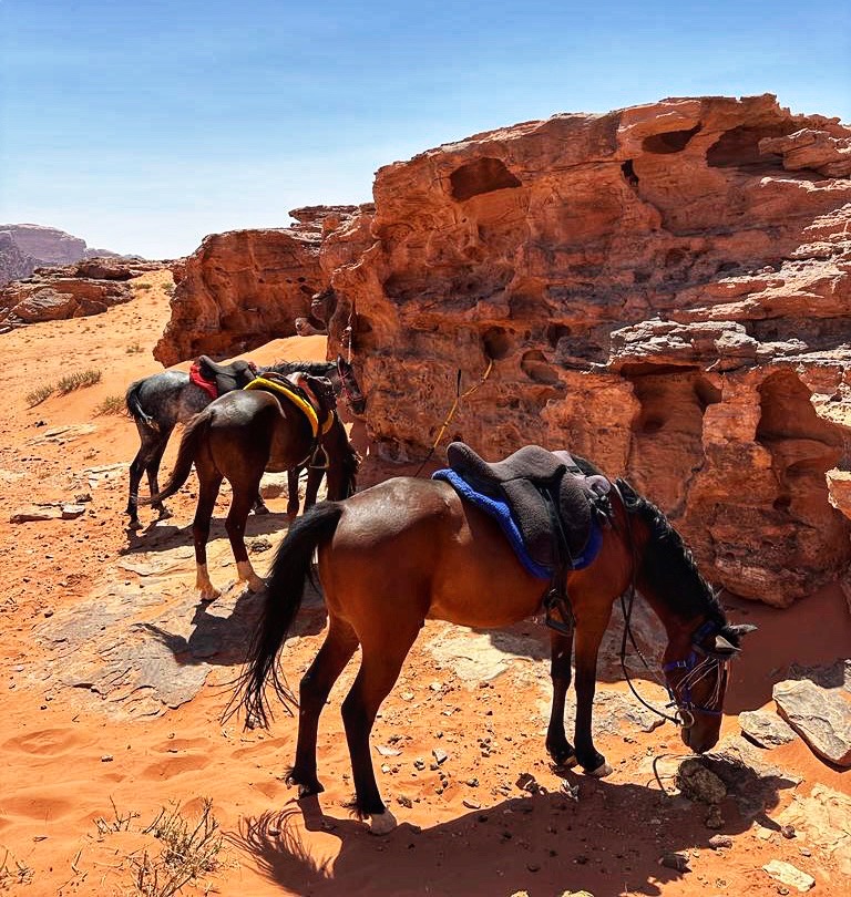 10-daagse paardrijtocht Van de Roze Stad naar de Vallei van de Maan - Jordanië - Afbeelding 20