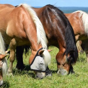 Paardrijkamp Söderåsen - Zweden - Afbeelding 2