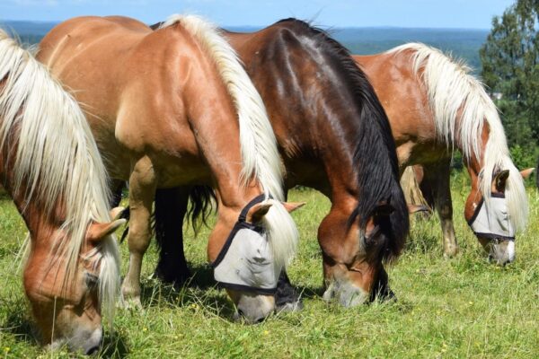 Paardrijkamp Söderåsen - Zweden