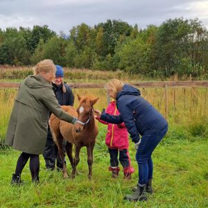 Bezoek aan de Lyngen paardenboerderij (evt. met overnachting) in Tromsø - Noorwegen - Afbeelding 3