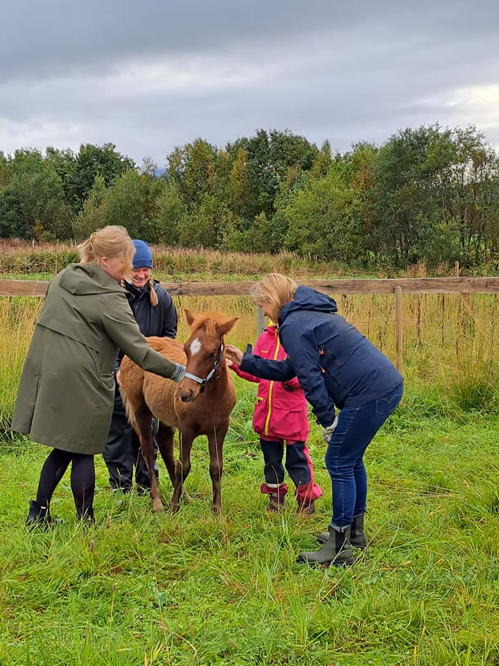 Bezoek aan de Lyngen paardenboerderij (evt. met overnachting) in Tromsø - Noorwegen - Afbeelding 3
