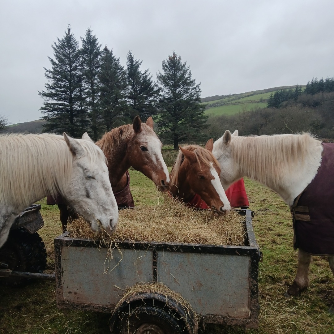 7-daagse Paardrijtocht Dwars door Kintyre - Schotland - Afbeelding 11