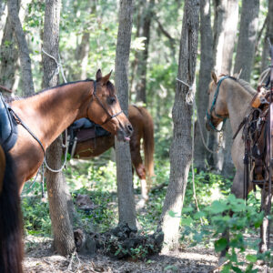 6-daagse Paardentocht Natuurreservaat en Strand van Punta Ala Toscane - Italië - Afbeelding 21