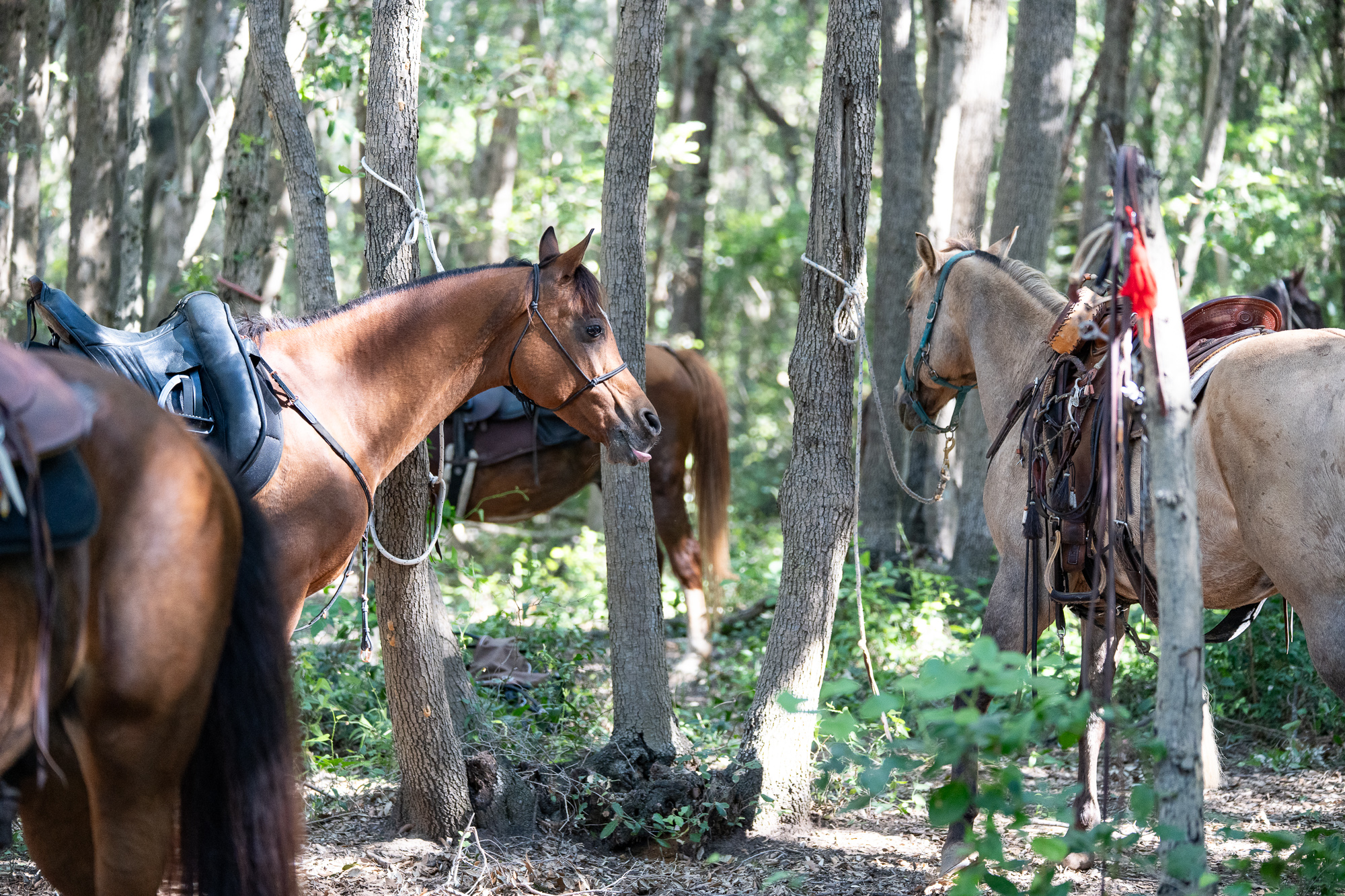6-daagse Paardentocht Natuurreservaat en Strand van Punta Ala Toscane - Italië