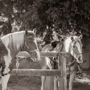 4-daagse Paardentocht Cala Violina & Strand van Punta Ala Toscane - Italië - Afbeelding 2