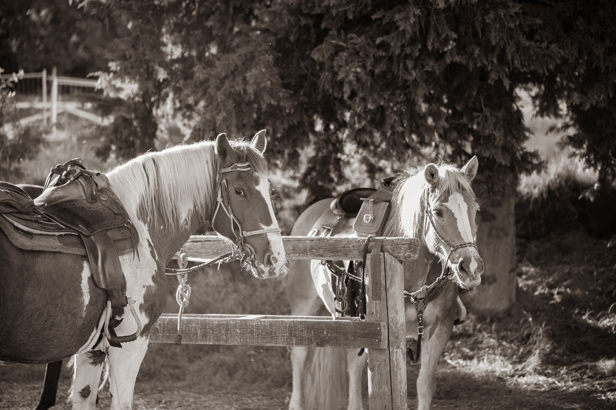 4-daagse Paardentocht Cala Violina & Strand van Punta Ala Toscane - Italië - Afbeelding 2