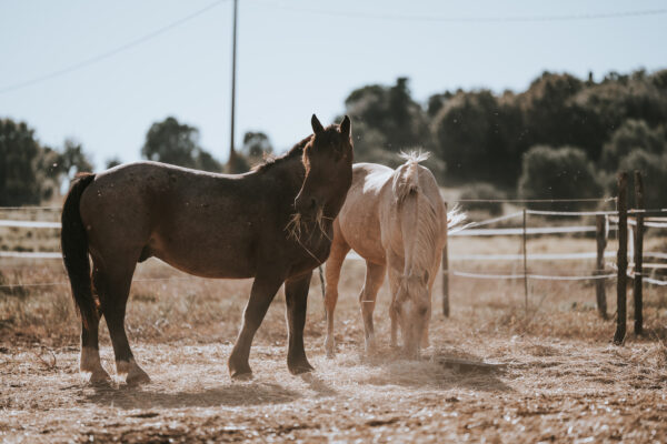 6-daagse Paardentocht Natuurreservaat en Strand van Punta Ala Toscane - Italië