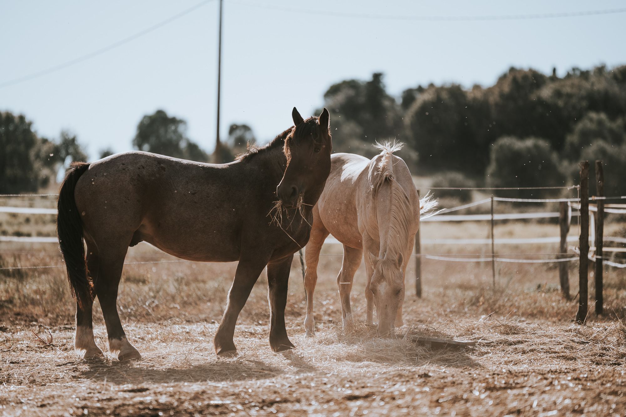 6-daagse Paardentocht Natuurreservaat en Strand van Punta Ala Toscane - Italië - Afbeelding 2