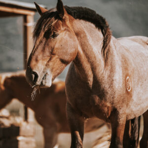 4-daagse Paardentocht Cala Violina & Strand van Punta Ala Toscane - Italië - Afbeelding 4