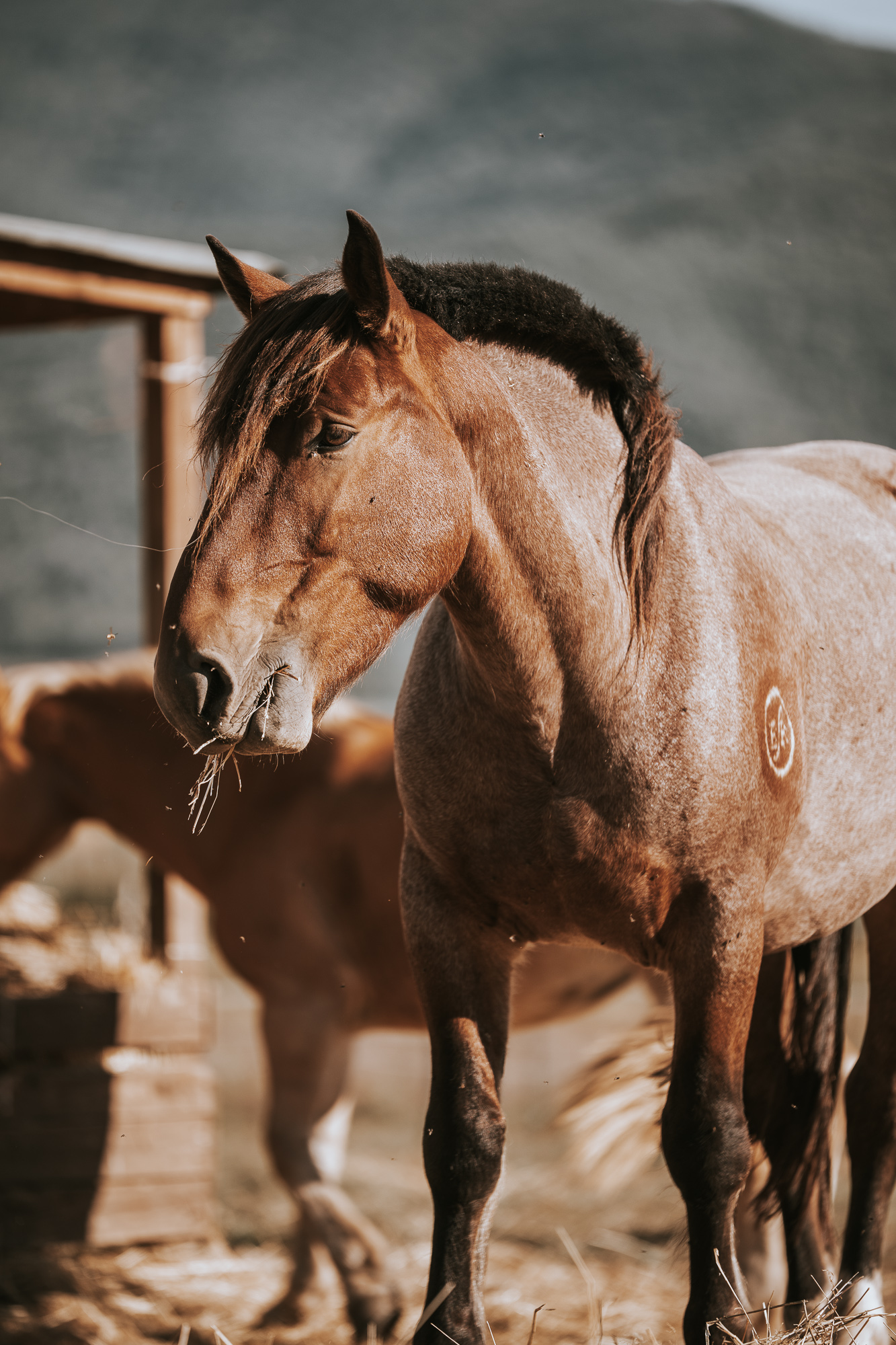 4-daagse Paardentocht Cala Violina & Strand van Punta Ala Toscane - Italië - Afbeelding 4