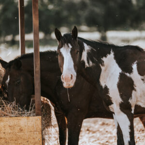 6-daagse Paardentocht Natuurreservaat en Strand van Punta Ala Toscane - Italië - Afbeelding 24