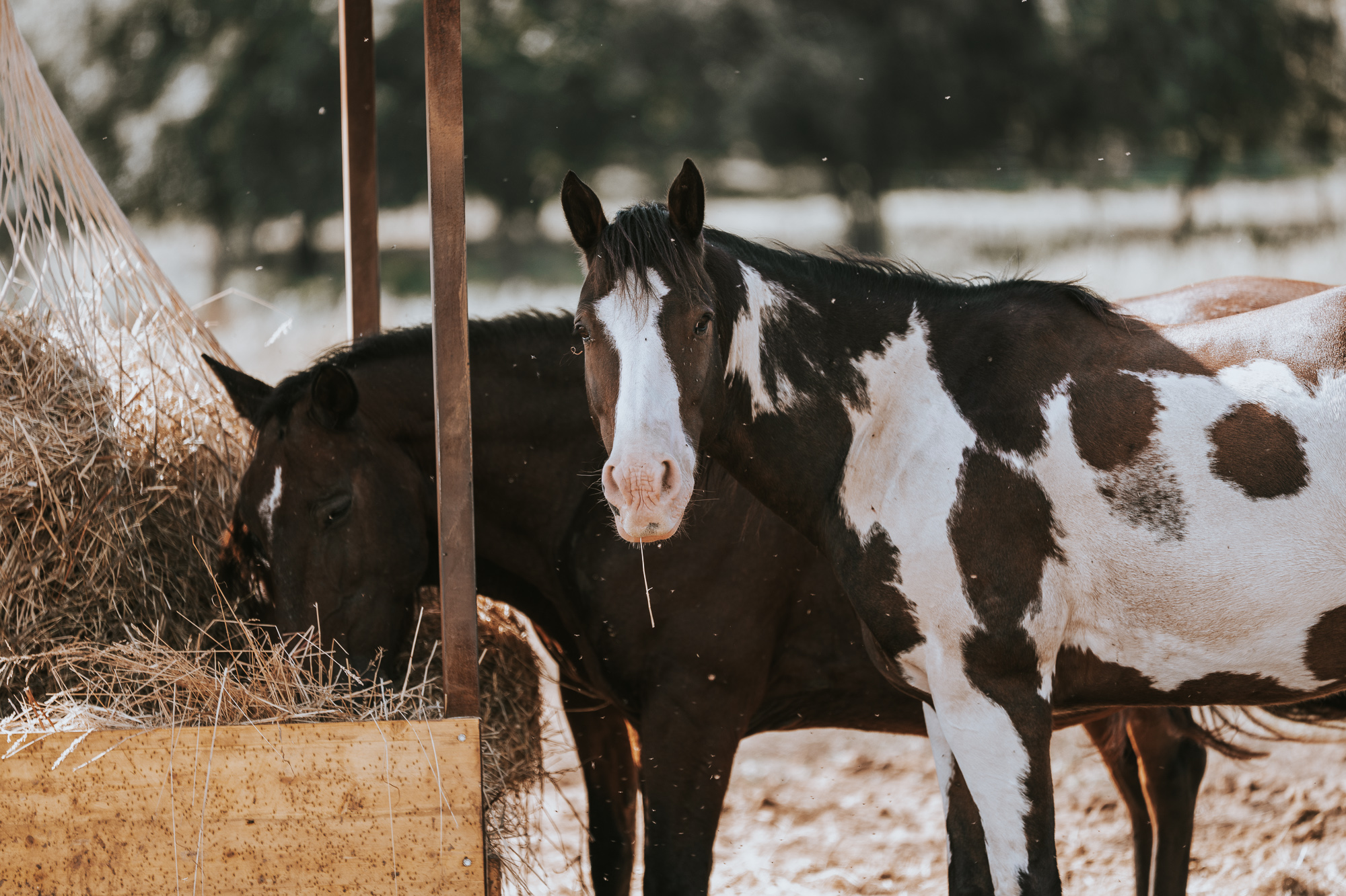 6-daagse Paardentocht Natuurreservaat en Strand van Punta Ala Toscane - Italië