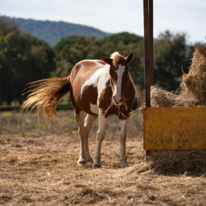 4-daagse Paardentocht Cala Violina & Strand van Punta Ala Toscane - Italië - Afbeelding 7