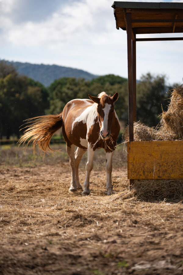 4-daagse Paardentocht Cala Violina & Strand van Punta Ala Toscane - Italië