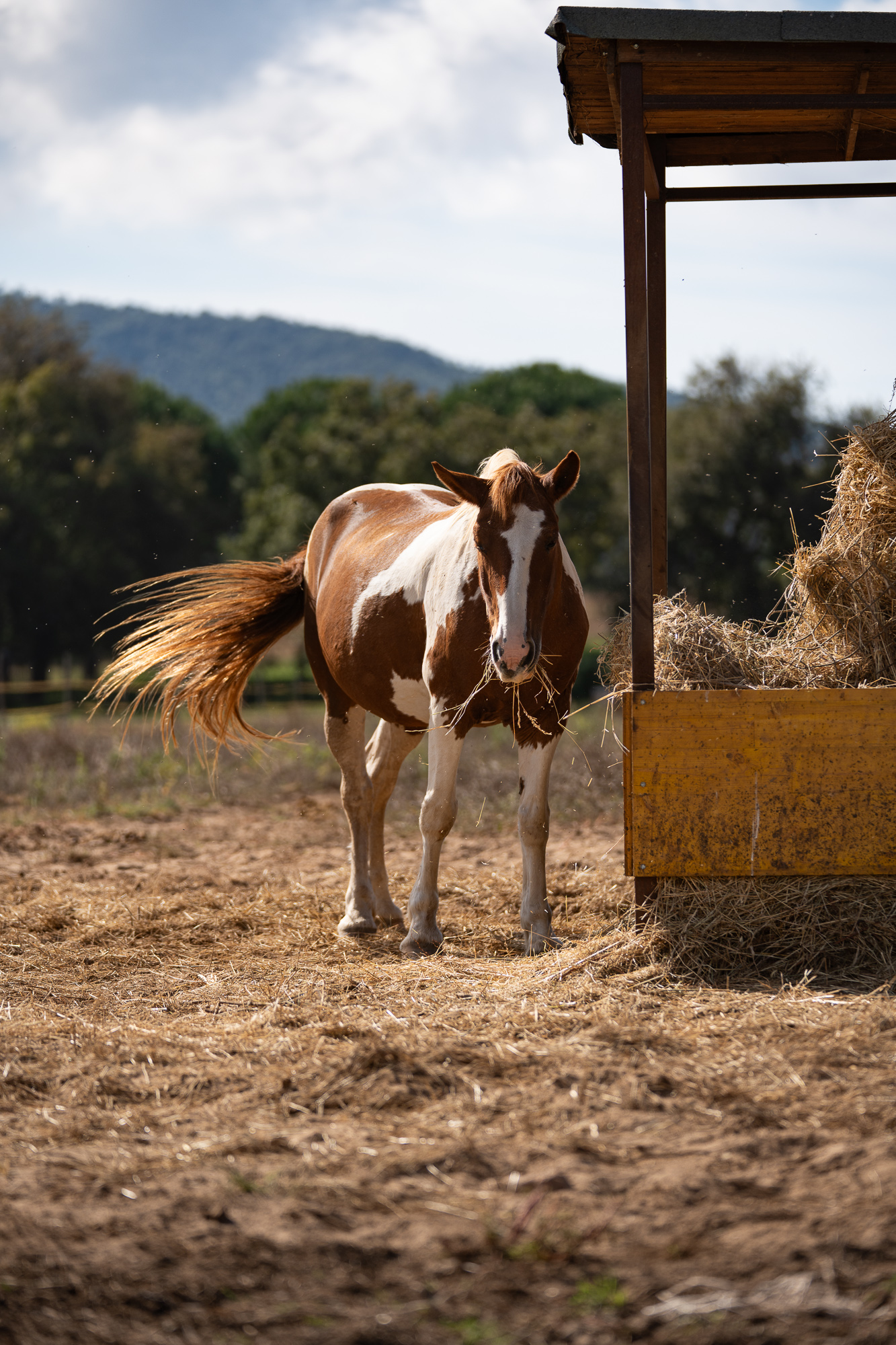 4-daagse Paardentocht Cala Violina & Strand van Punta Ala Toscane - Italië - Afbeelding 7