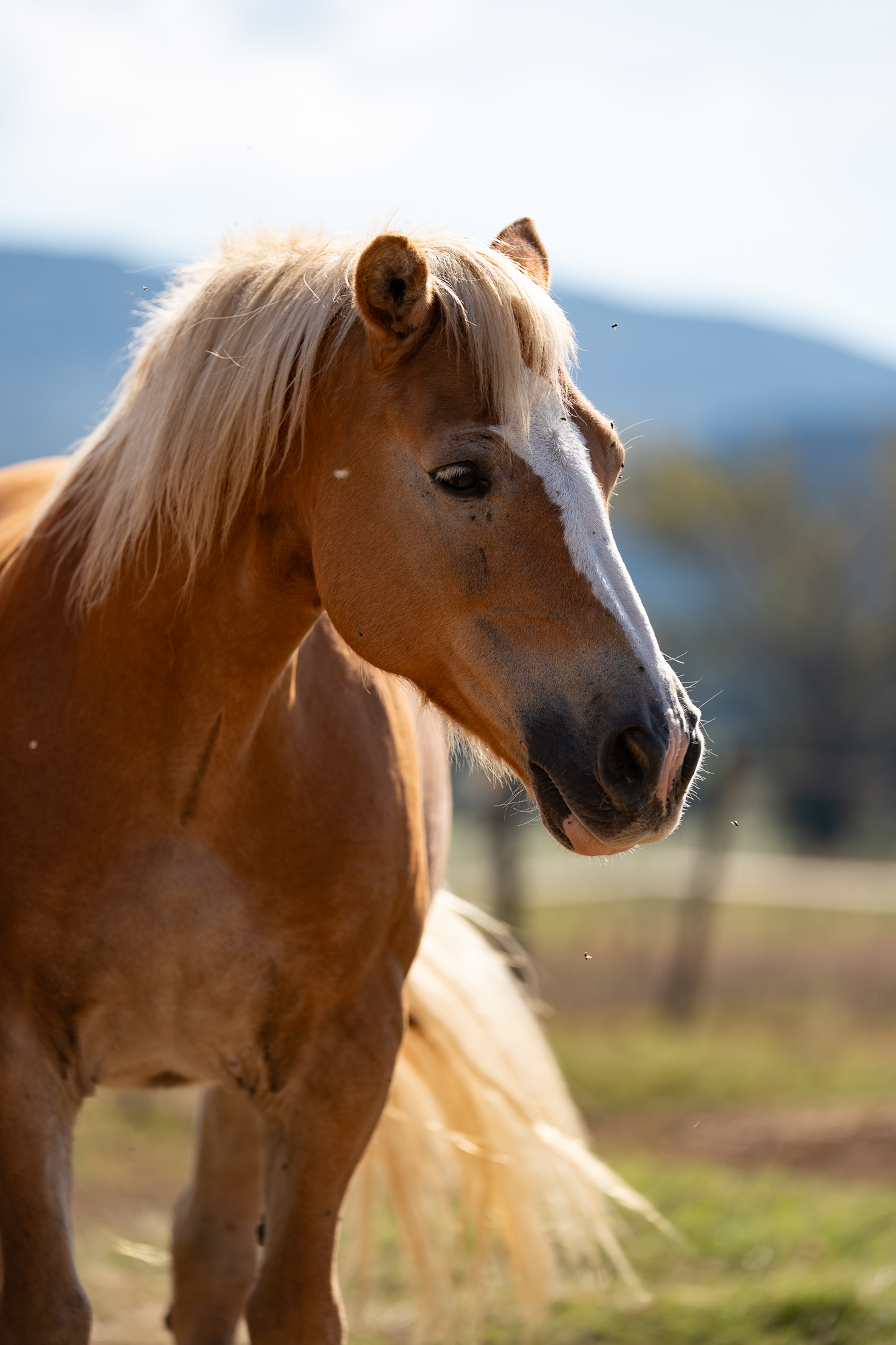 6-daagse Paardentocht Natuurreservaat en Strand van Punta Ala Toscane - Italië - Afbeelding 4