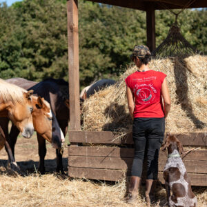 6-daagse Paardentocht Natuurreservaat en Strand van Punta Ala Toscane - Italië - Afbeelding 5