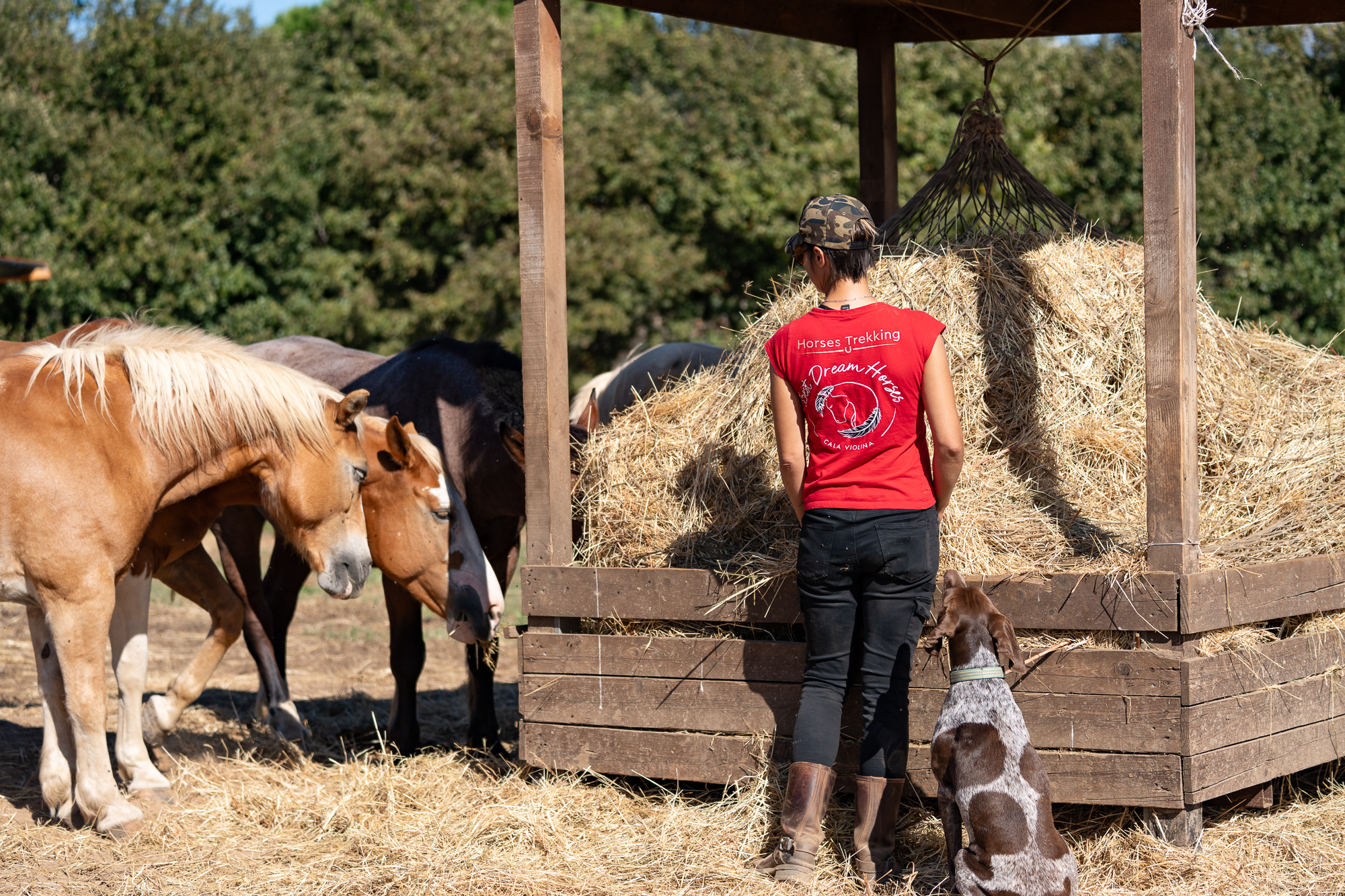 6-daagse Paardentocht Natuurreservaat en Strand van Punta Ala Toscane - Italië - Afbeelding 5