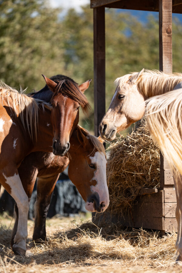 6-daagse Paardentocht Natuurreservaat en Strand van Punta Ala Toscane - Italië
