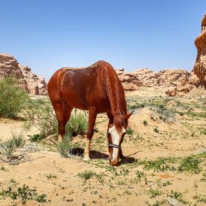 10-daagse paardrijtocht Van de Roze Stad naar de Vallei van de Maan - Jordanië - Afbeelding 9