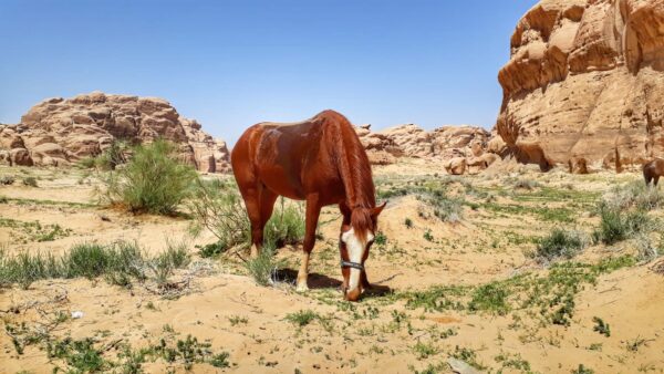 10-daagse paardrijtocht Van de Roze Stad naar de Vallei van de Maan - Jordanië