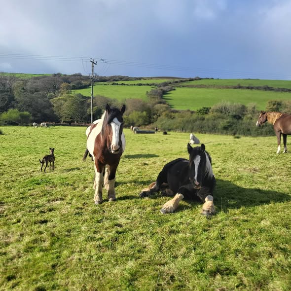 7-daagse Paardrijtocht Dwars door Kintyre - Schotland - Afbeelding 12
