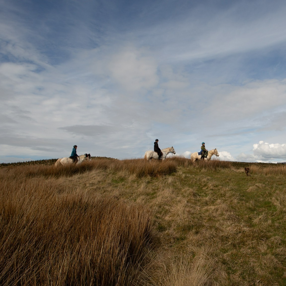7-daagse Paardrijtocht Dwars door Kintyre - Schotland - Afbeelding 5