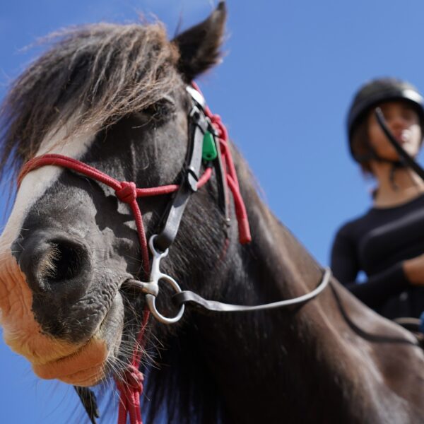 7-daagse Paardrijtocht Ultieme Avonturenweek - Schotland