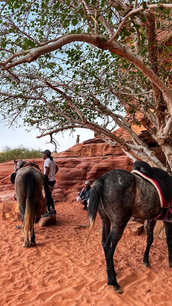 10-daagse paardrijtocht Van de Roze Stad naar de Vallei van de Maan - Jordanië