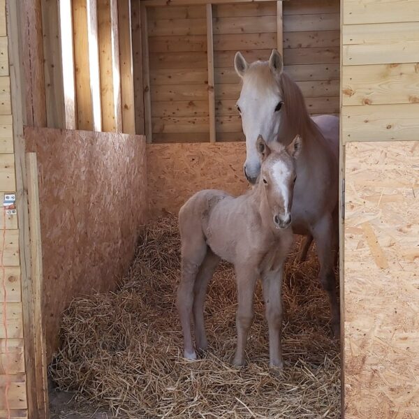 5-daagse De Haven Retreat - Schotland