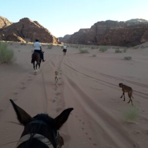 Buitenrit Khazali-kloof Wadi Rum - Jordanië - Afbeelding 5