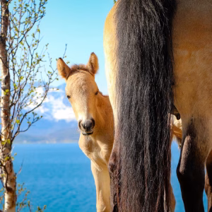 Bezoek aan de Lyngen paardenboerderij (evt. met overnachting) in Tromsø - Noorwegen