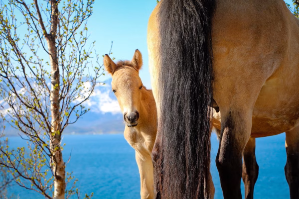 Bezoek aan de Lyngen paardenboerderij (evt. met overnachting) in Tromsø - Noorwegen