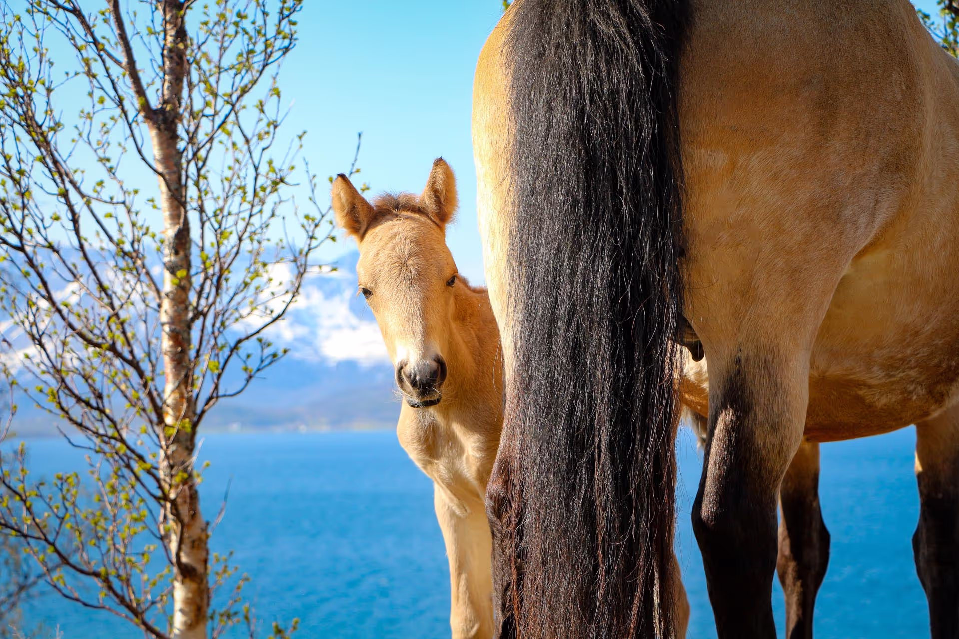 Bezoek aan de Lyngen paardenboerderij (evt. met overnachting) in Tromsø - Noorwegen - Afbeelding 1