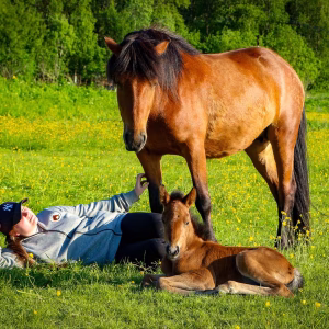 Bezoek aan de Lyngen paardenboerderij (evt. met overnachting) in Tromsø - Noorwegen - Afbeelding 5