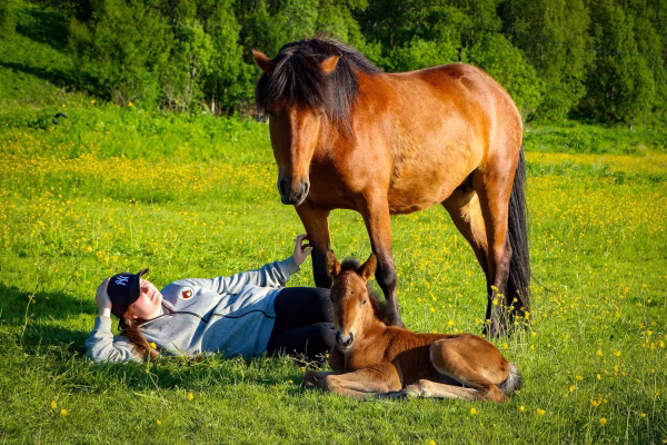 Bezoek aan de Lyngen paardenboerderij (evt. met overnachting) in Tromsø - Noorwegen