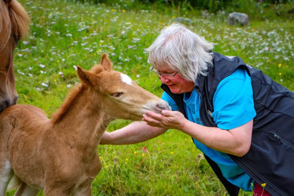 Bezoek aan de Lyngen paardenboerderij (evt. met overnachting) in Tromsø - Noorwegen