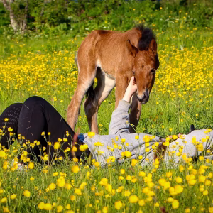 Bezoek aan de Lyngen paardenboerderij (evt. met overnachting) in Tromsø - Noorwegen - Afbeelding 6