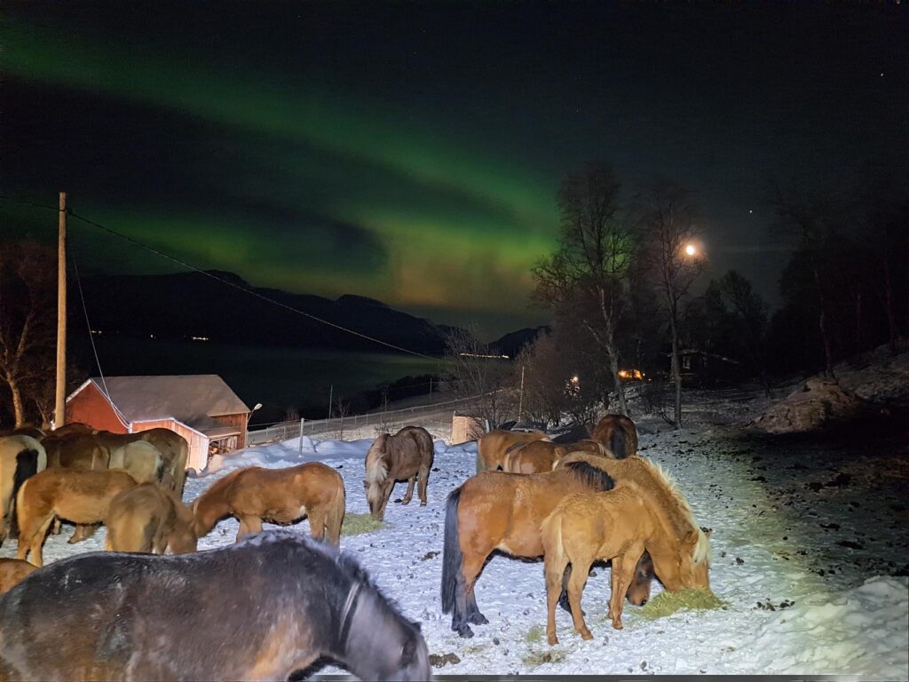 Buitenrit onder het noorderlicht (evt. met overnachting) bij Tromsø - Noorwegen