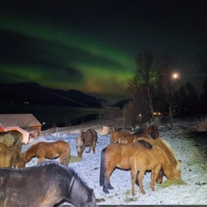 Buitenrit onder het noorderlicht (evt. met overnachting) bij Tromsø - Noorwegen - Afbeelding 6
