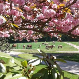 2-daagse Paardrijtocht Deluxe Paardenweekend Söderåsen - Zweden - Afbeelding 4